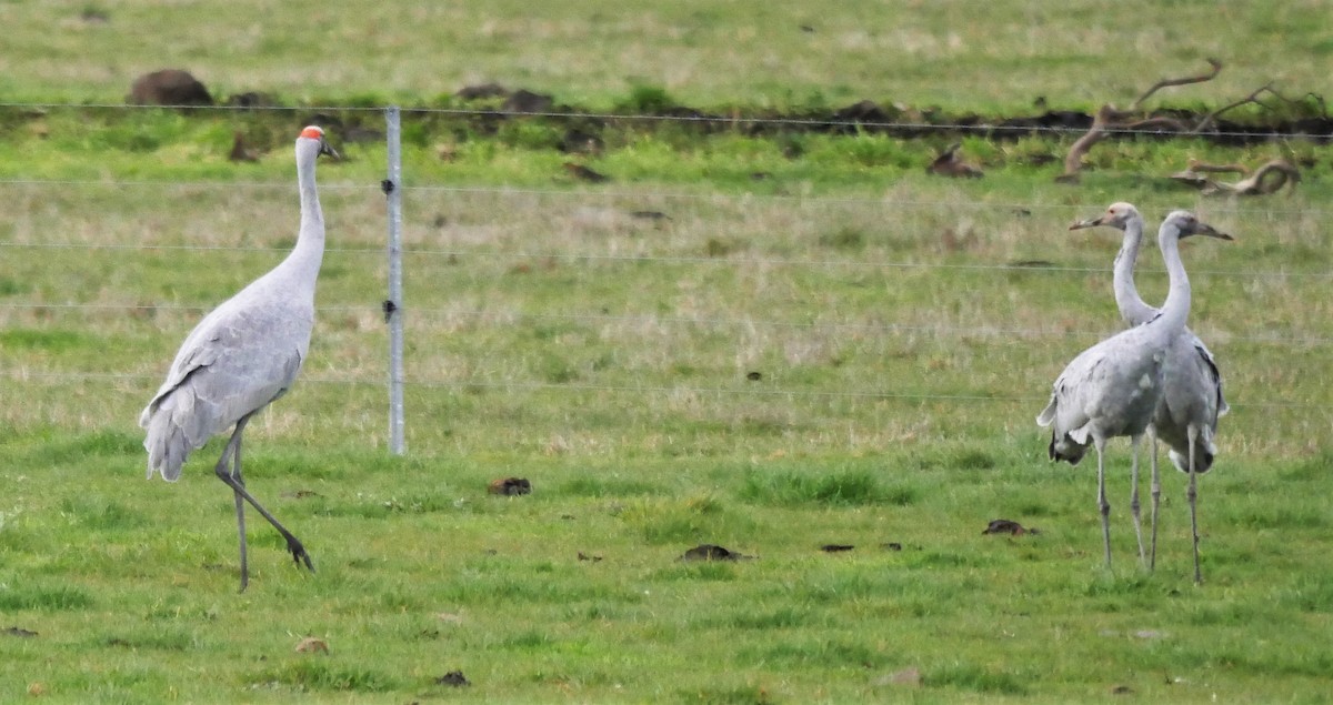 Grue brolga - ML249355701