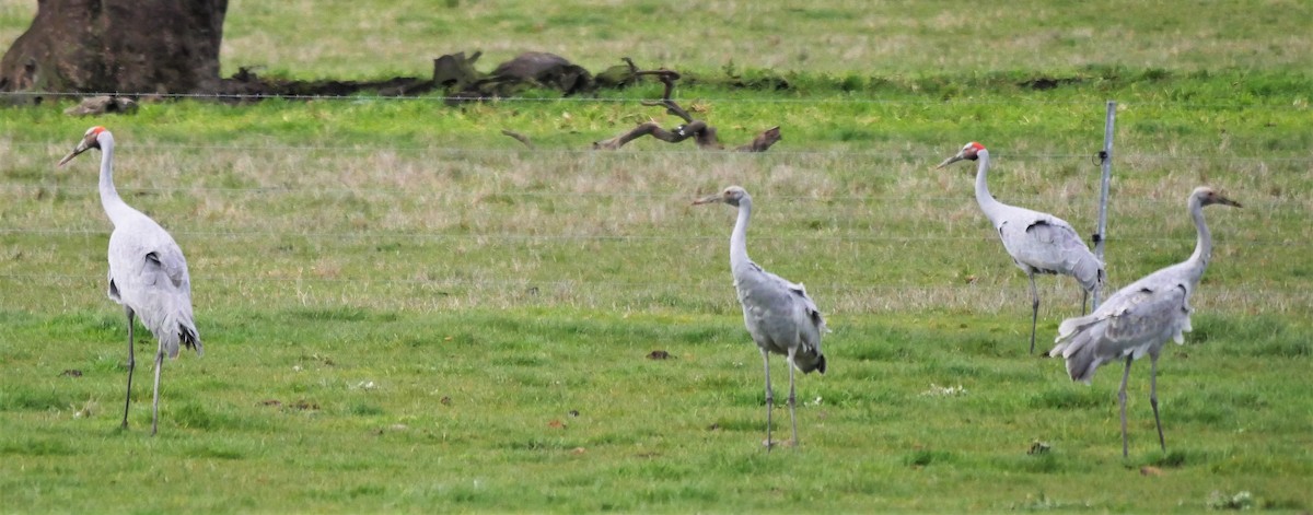 Grulla Brolga - ML249355731