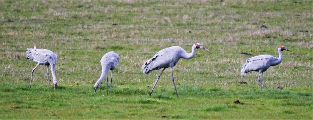 Grue brolga - ML249355741