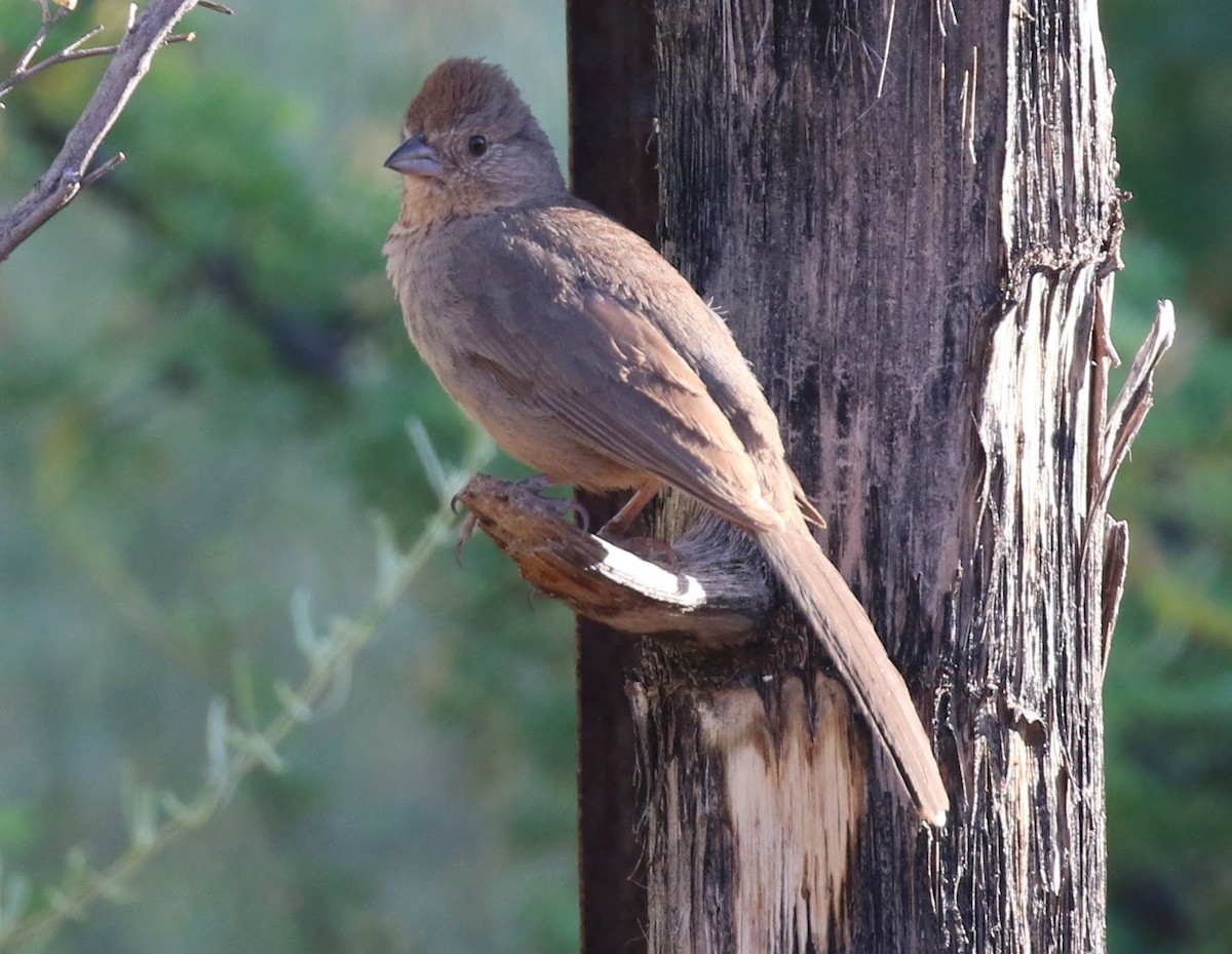 Canyon Towhee - sam hough