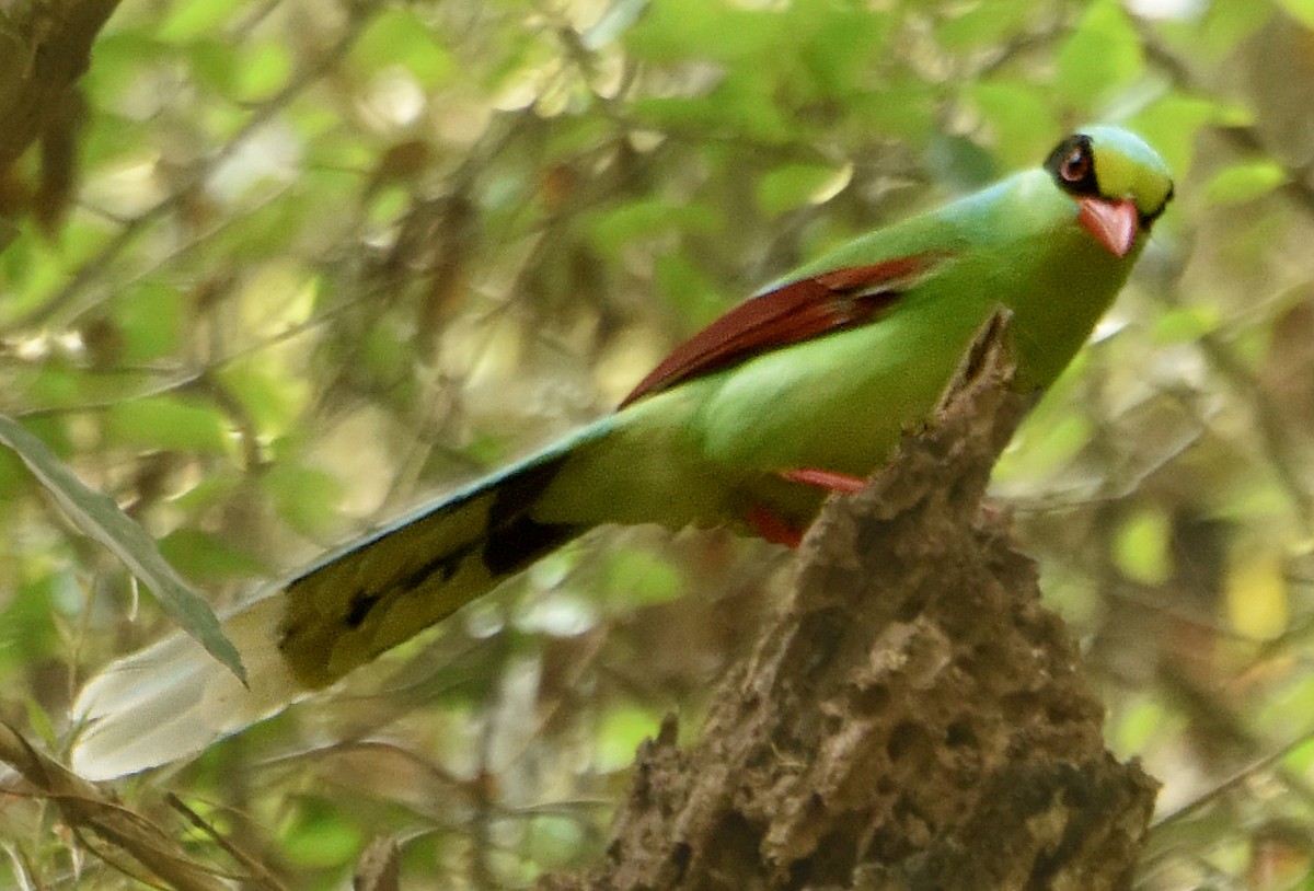 Common Green-Magpie - ML249356761