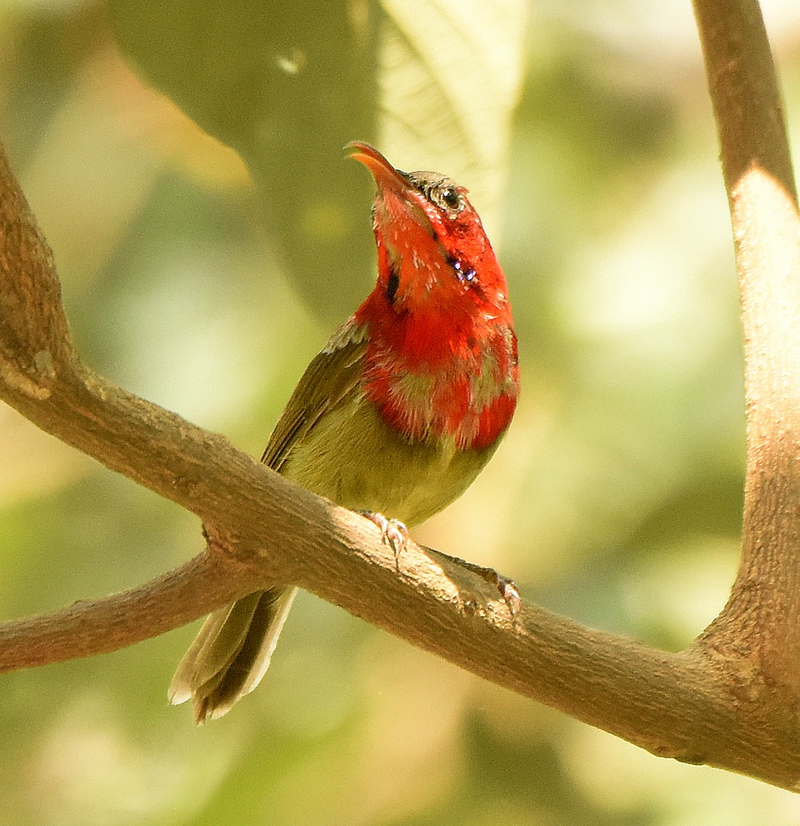 Crimson Sunbird - ML249356781