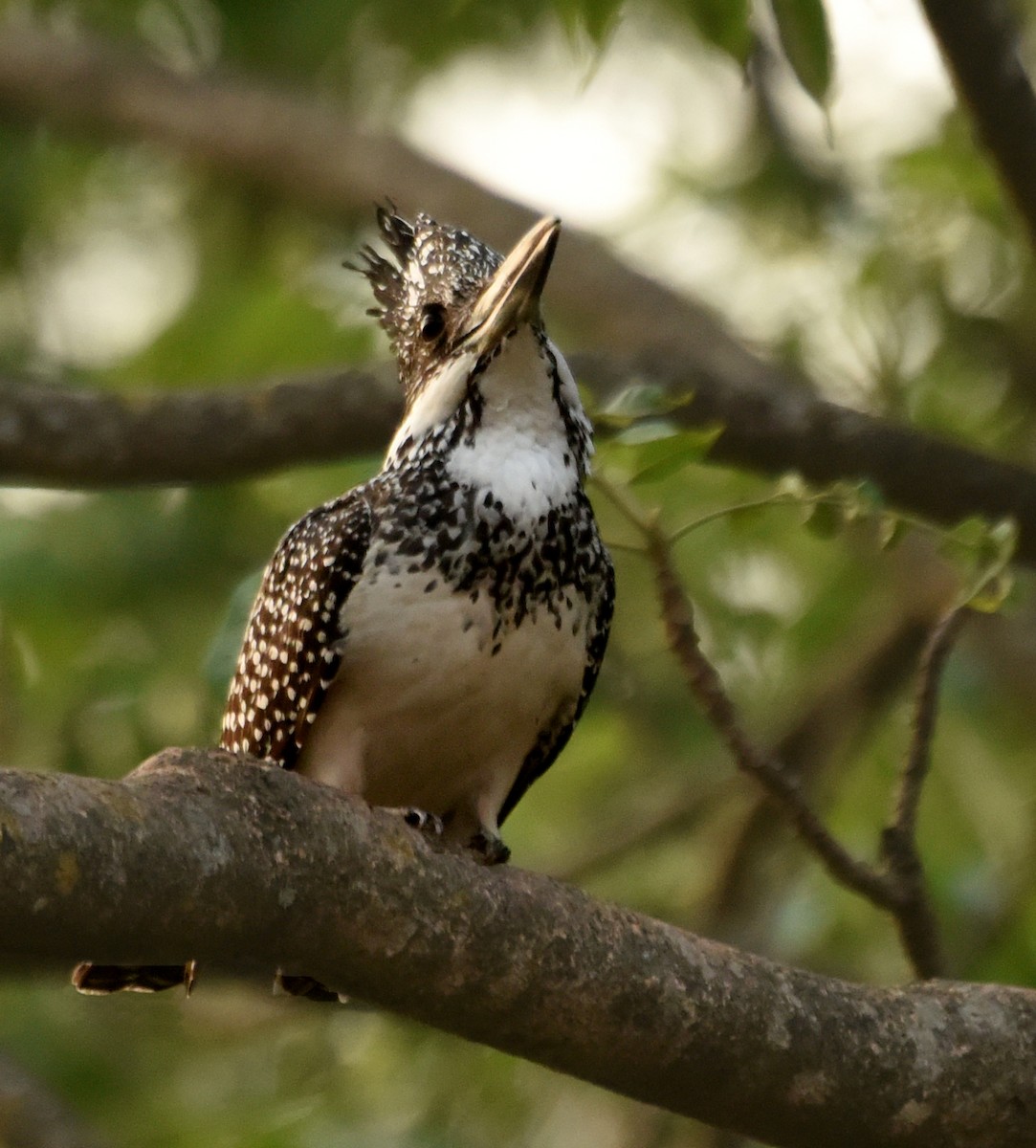 Crested Kingfisher - ML249357141