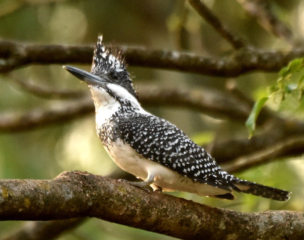 Crested Kingfisher - ML249357151