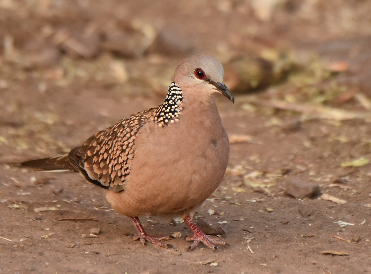 Spotted Dove - ML249357161