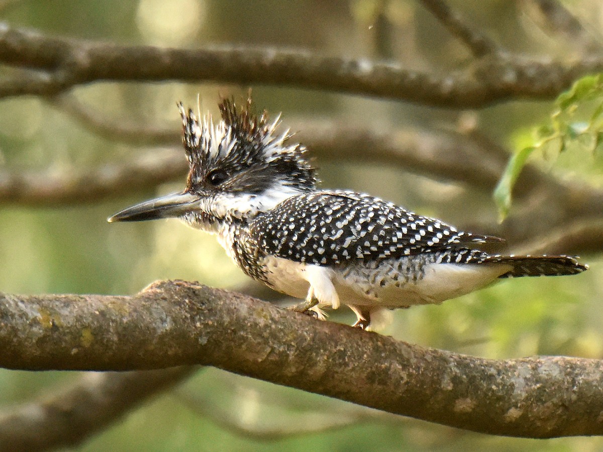 Crested Kingfisher - ML249357171
