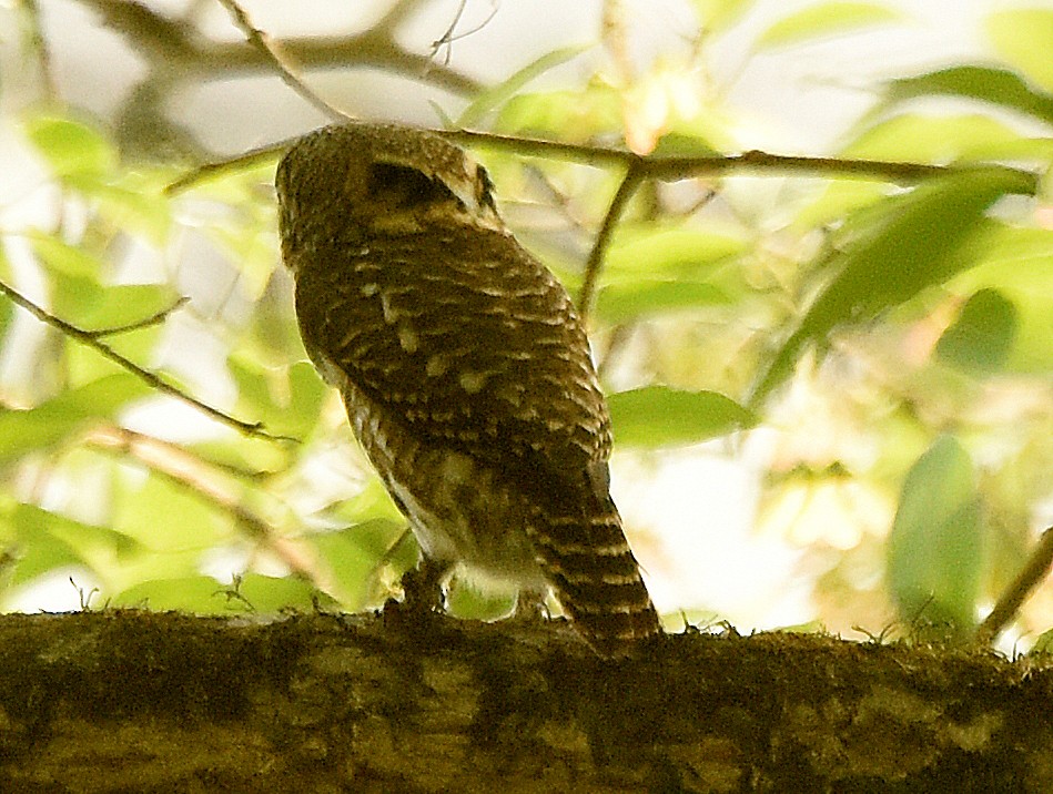 Collared Owlet - ML249357181