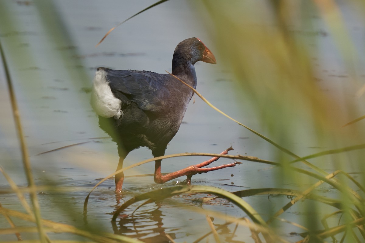 Western Swamphen - DIEGO GOMEZ CRISTOBAL