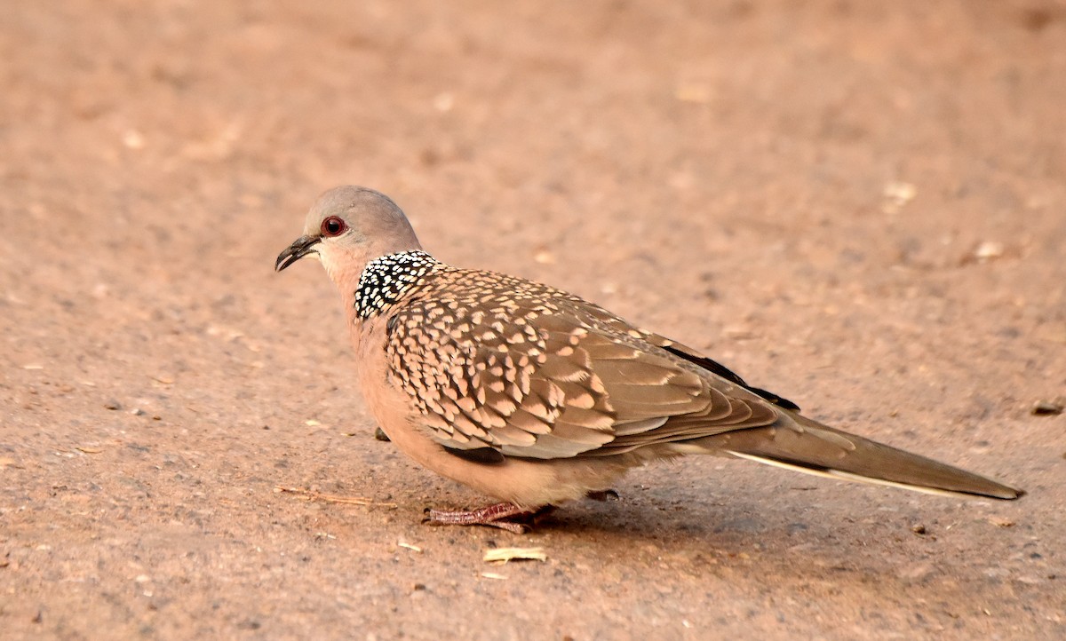 Spotted Dove - ML249357371