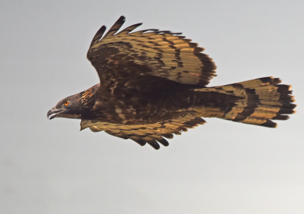 Oriental Honey-buzzard - ML249357631