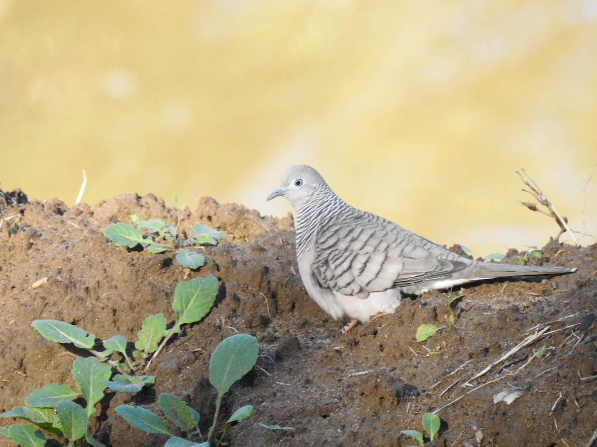Peaceful Dove - ML249358851