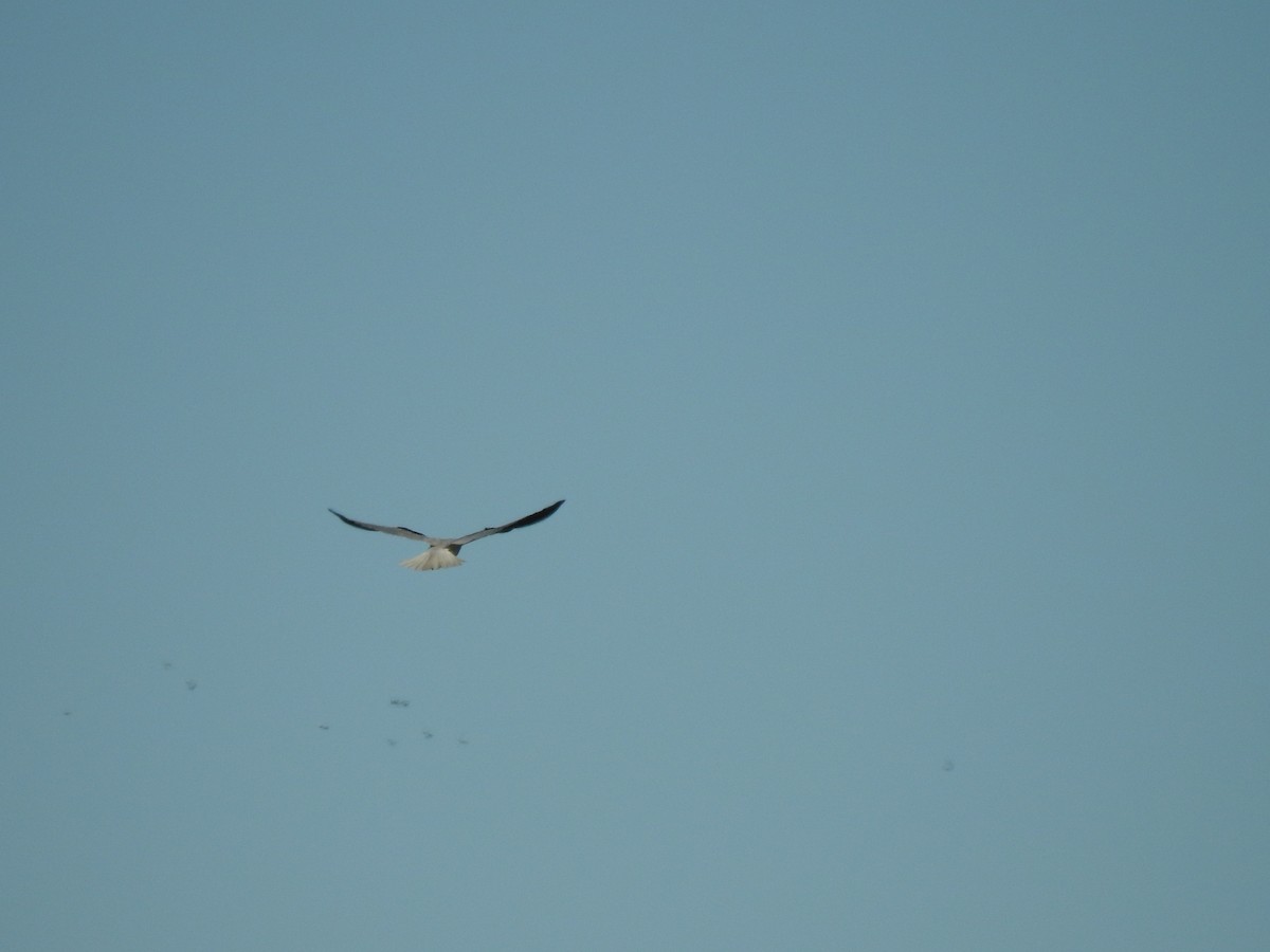 Black-shouldered Kite - ML249358861