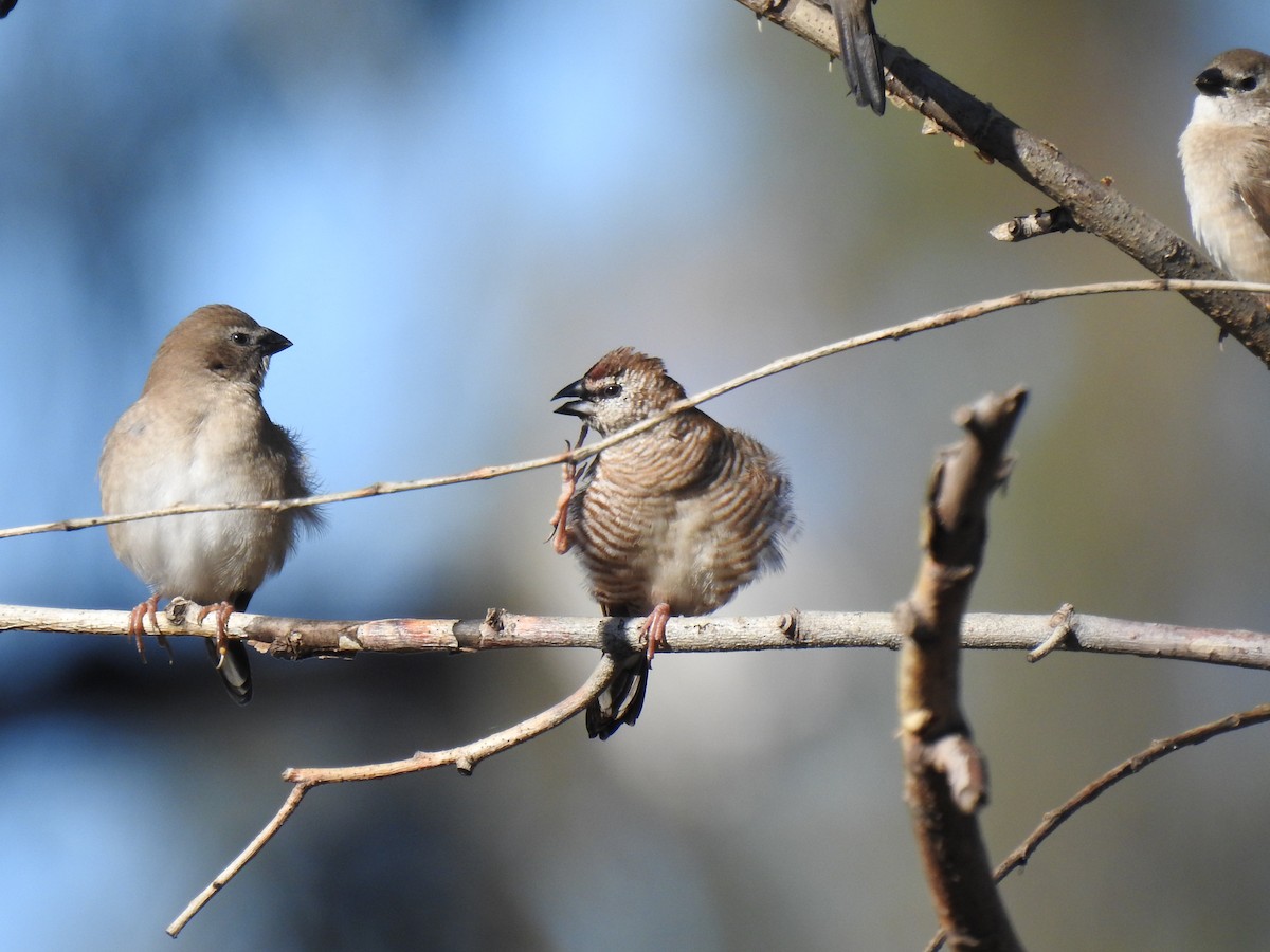 Plum-headed Finch - ML249358891