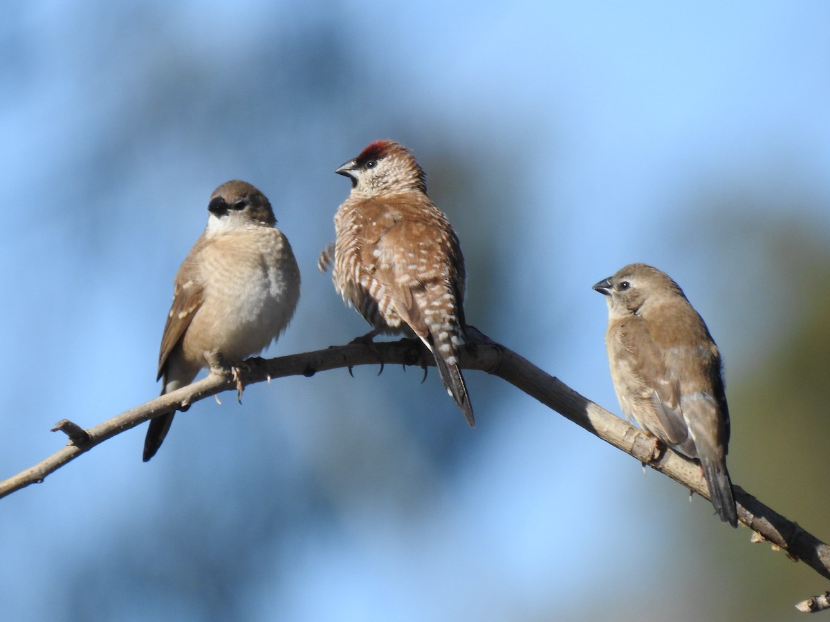 Plum-headed Finch - ML249358901