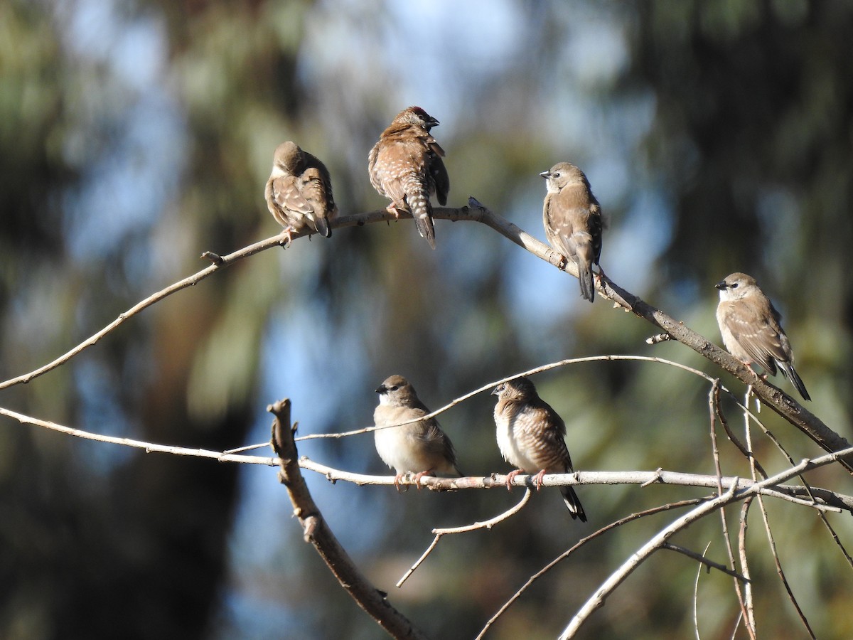 Plum-headed Finch - ML249358911