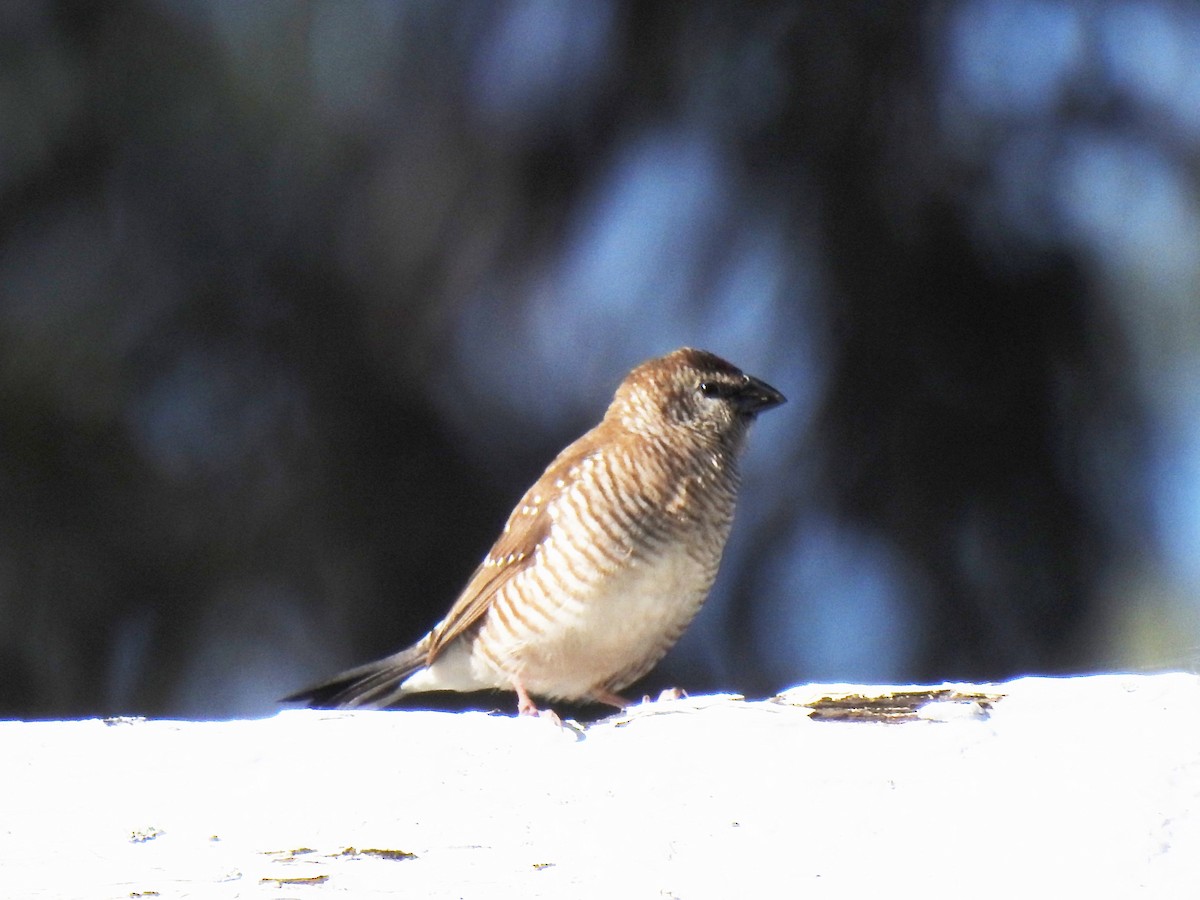 Plum-headed Finch - ML249358921