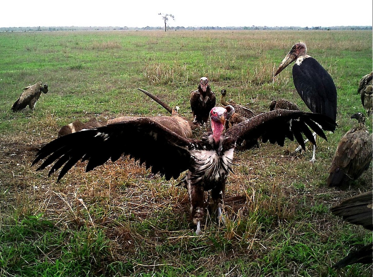 Lappet-faced Vulture - ML249360861