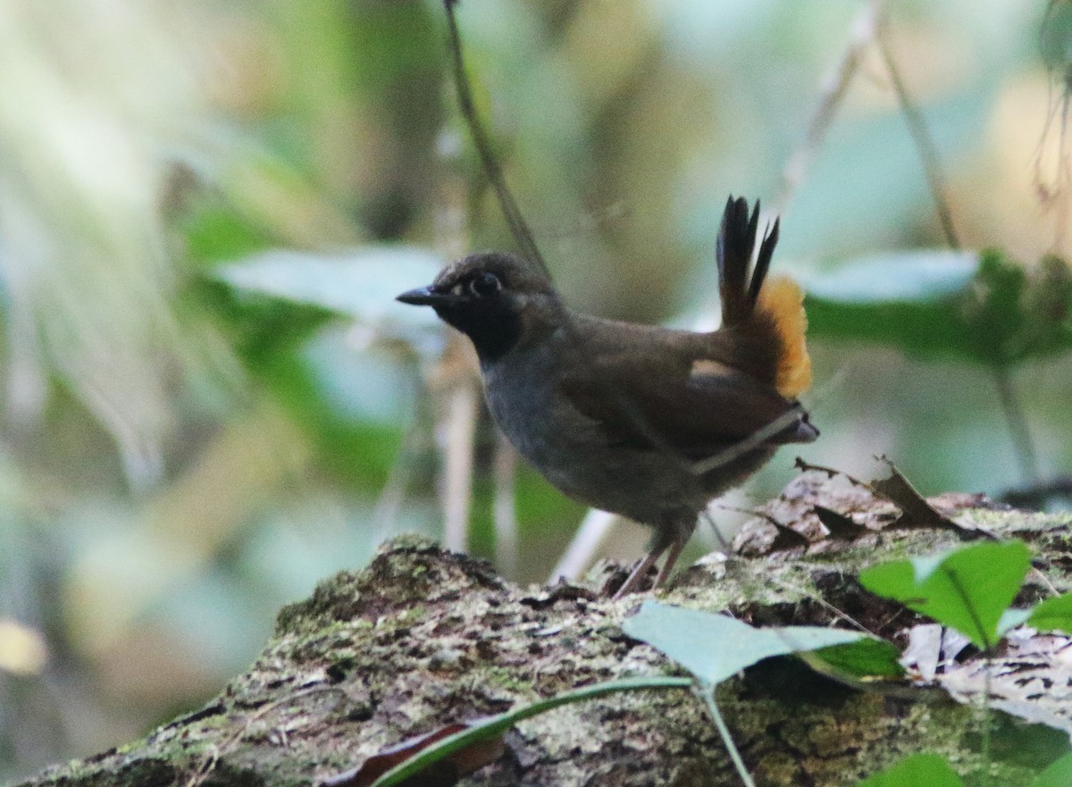 Black-faced Antthrush (Black-faced) - ML249361281