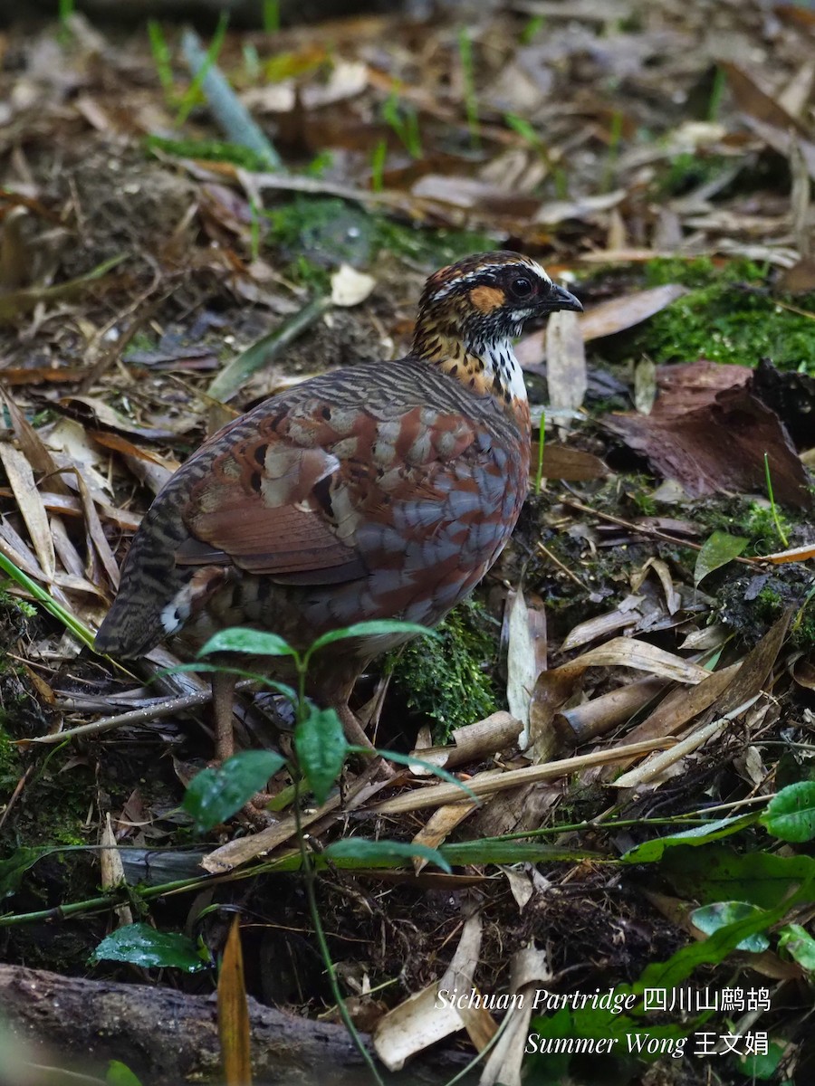 Sichuan Partridge - ML249364031