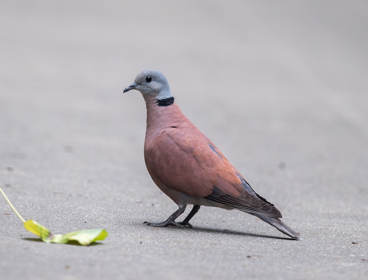 Red Collared-Dove - ML249364661