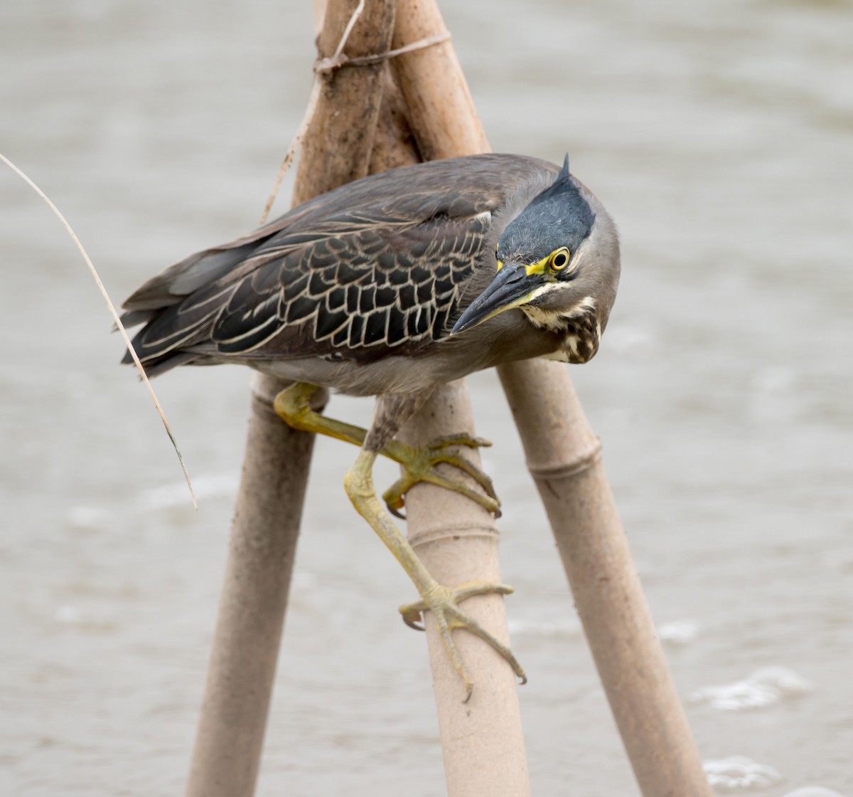 Striated Heron - ML249364821