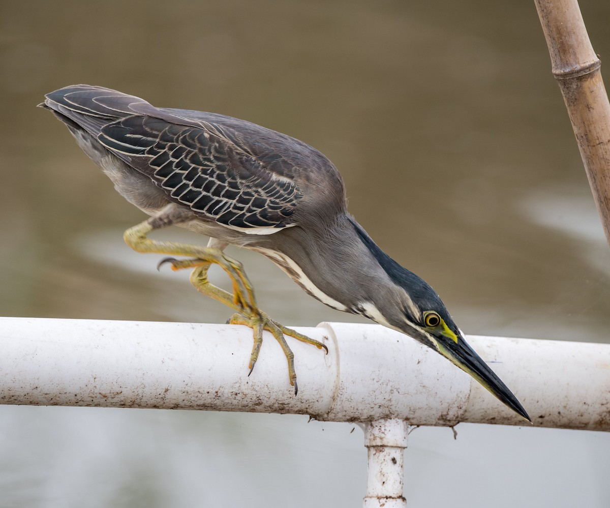 Striated Heron - ML249364831