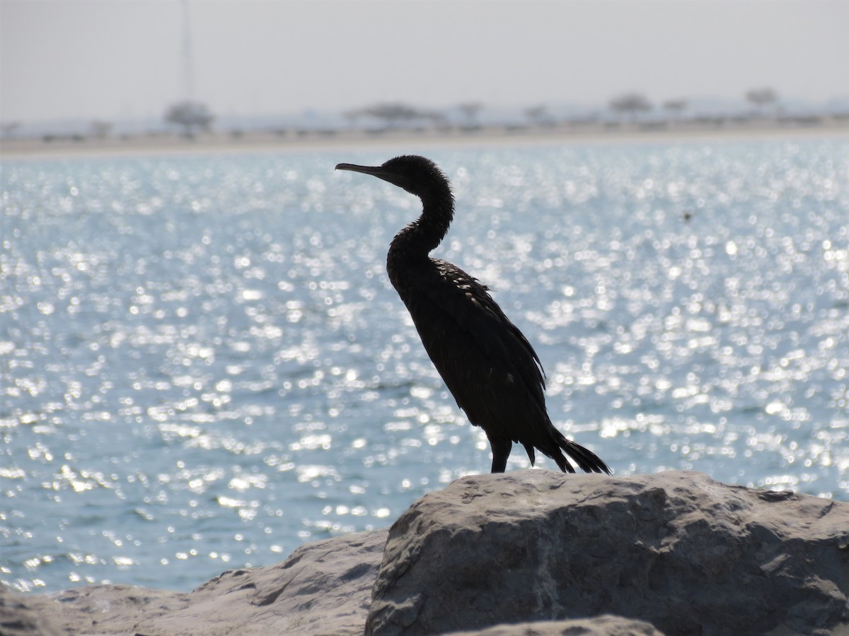 Socotra Cormorant - ML249364851