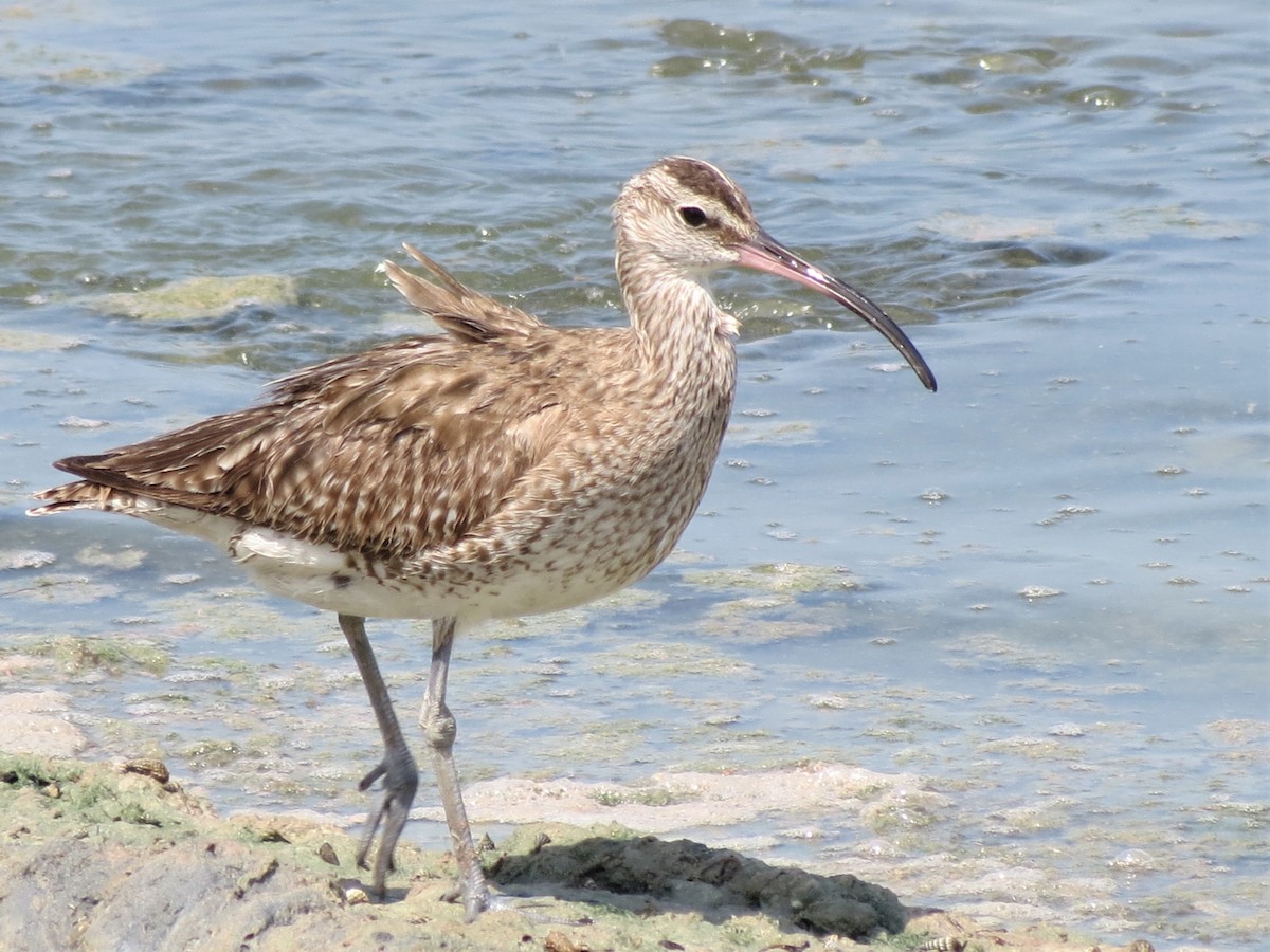 Whimbrel (European) - ML249365131