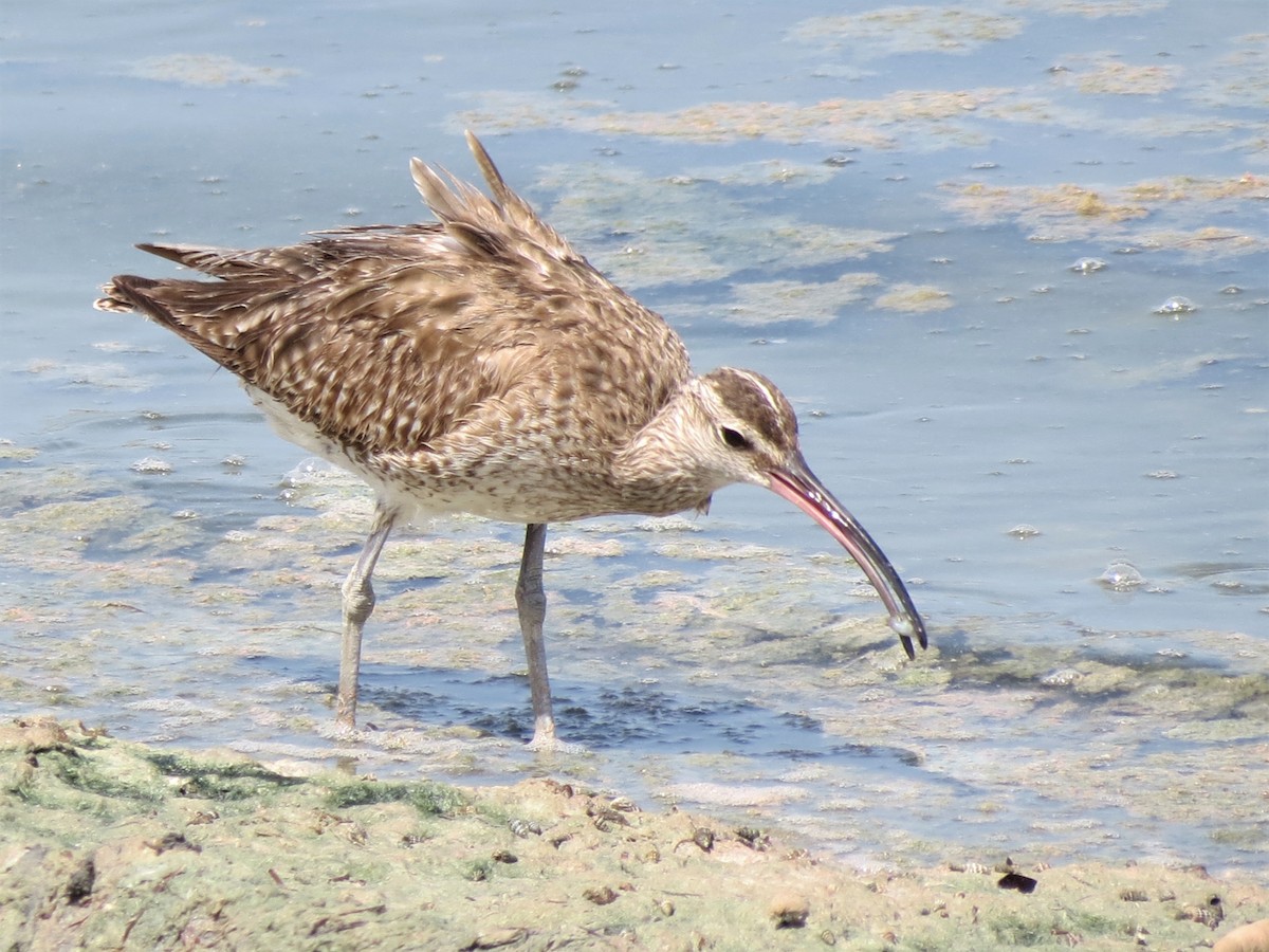 Whimbrel (European) - ML249365141