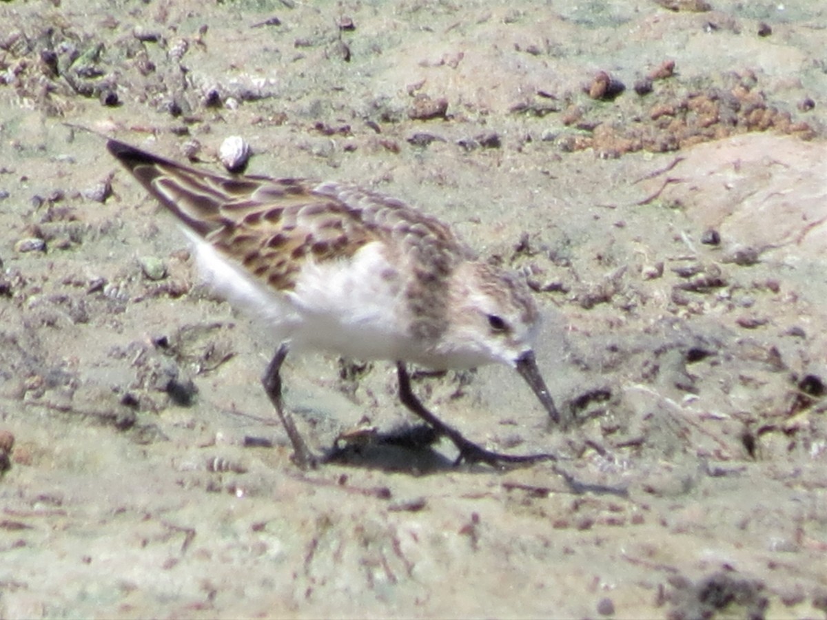 Little Stint - ML249365161