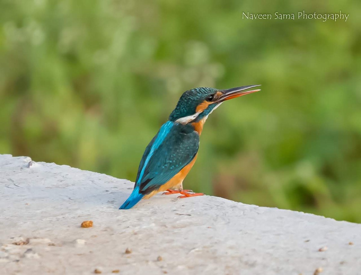 Common Kingfisher - ML249365641