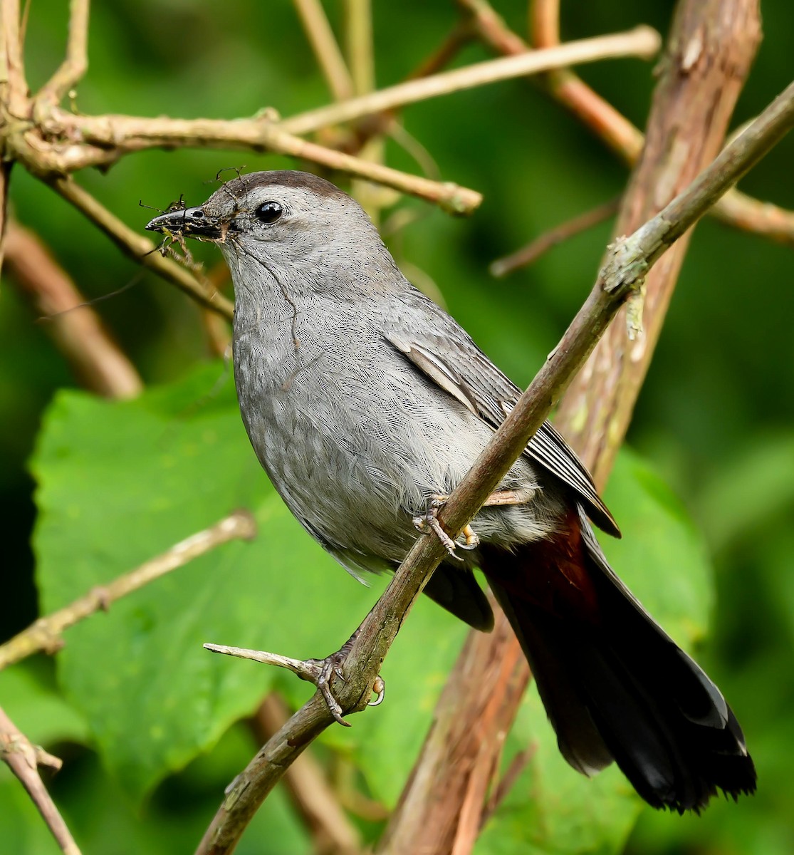 Gray Catbird - Anonymous