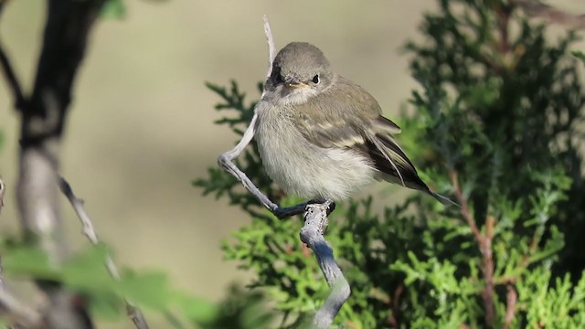 Gray Flycatcher - ML249368951