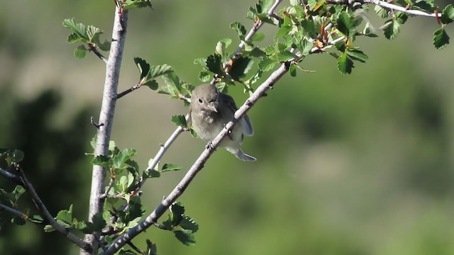 Gray Flycatcher - ML249370221