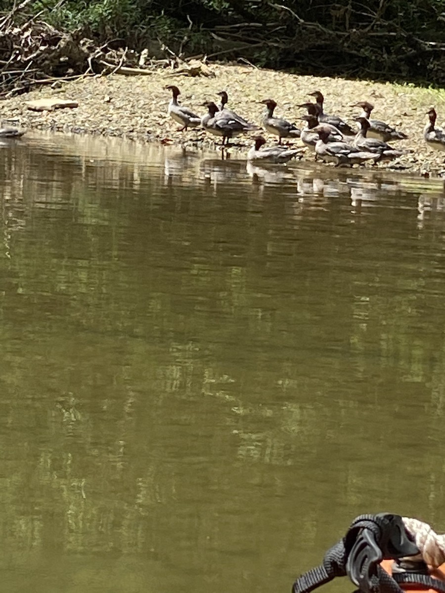 Common Merganser - Gregory Hartman