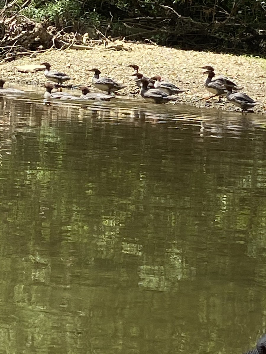 Common Merganser - ML249371091