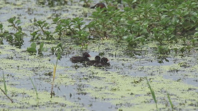 カイツブリ（ruficollis グループ） - ML249371371