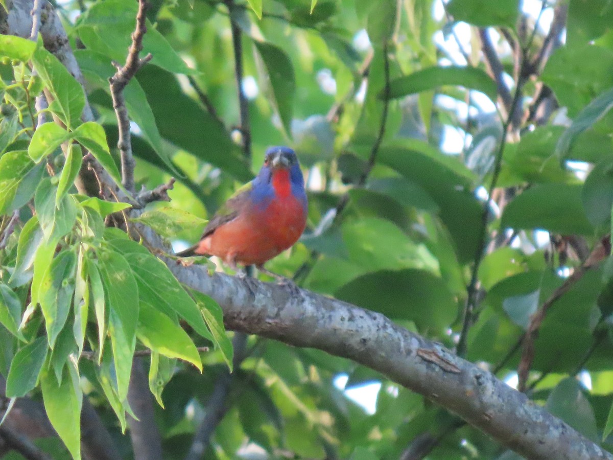 Painted Bunting - ML249371431