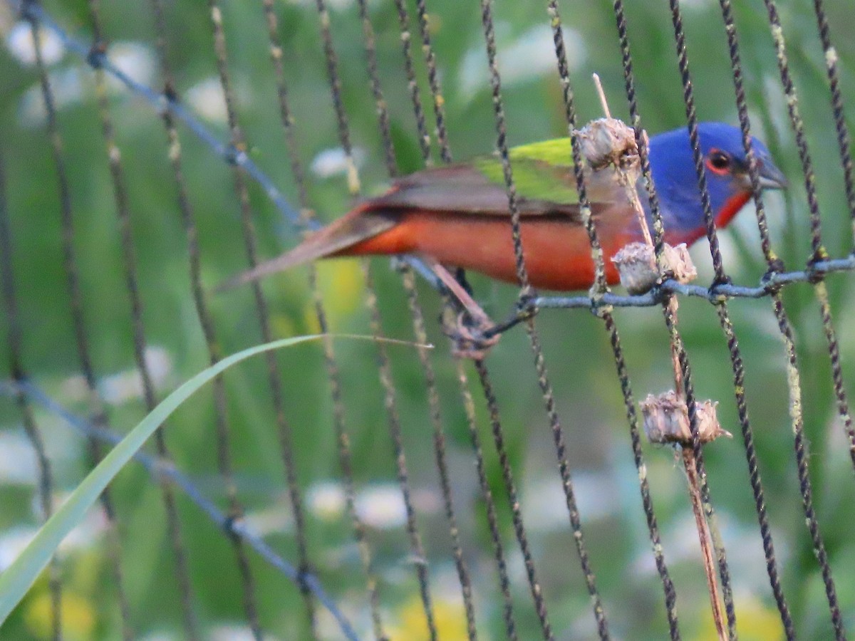 Painted Bunting - ML249371441