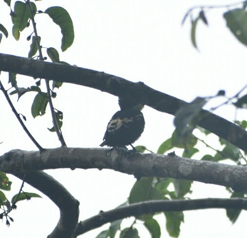 Heart-spotted Woodpecker - ML249376311