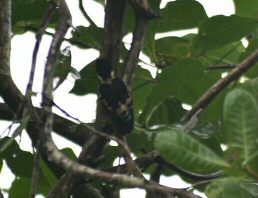 Heart-spotted Woodpecker - ML249376321