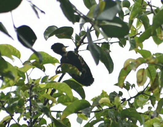 Heart-spotted Woodpecker - ML249376331