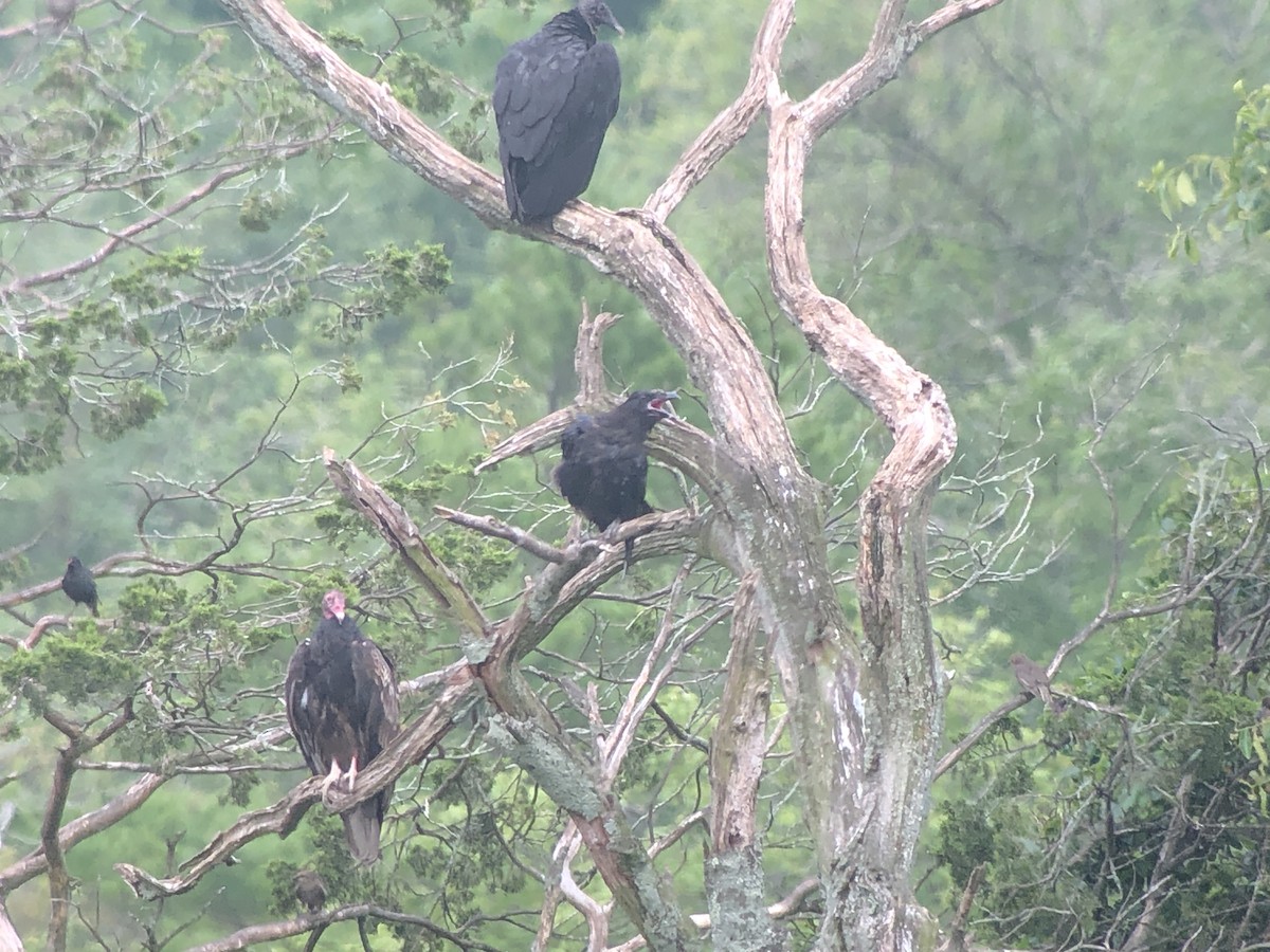 Common Raven - ML249378181