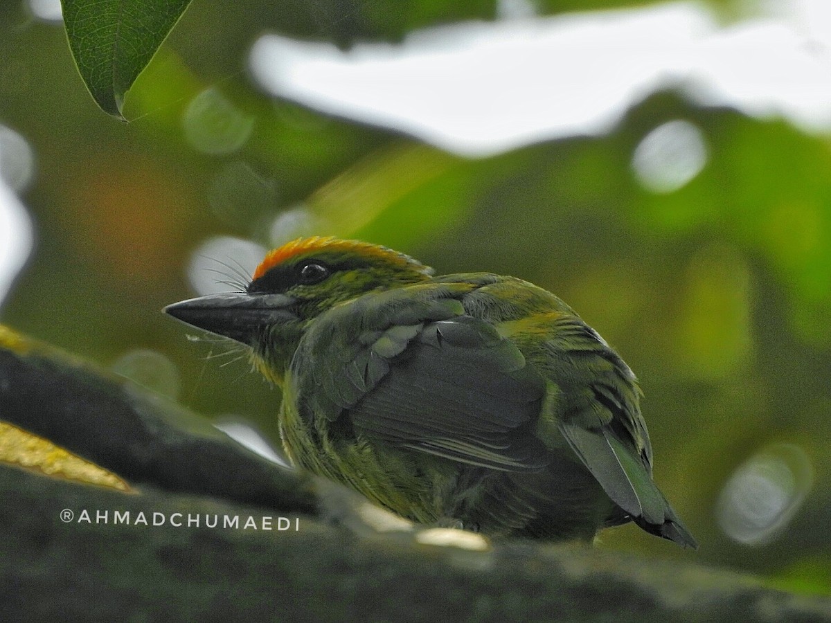 Flame-fronted Barbet - ML249378451