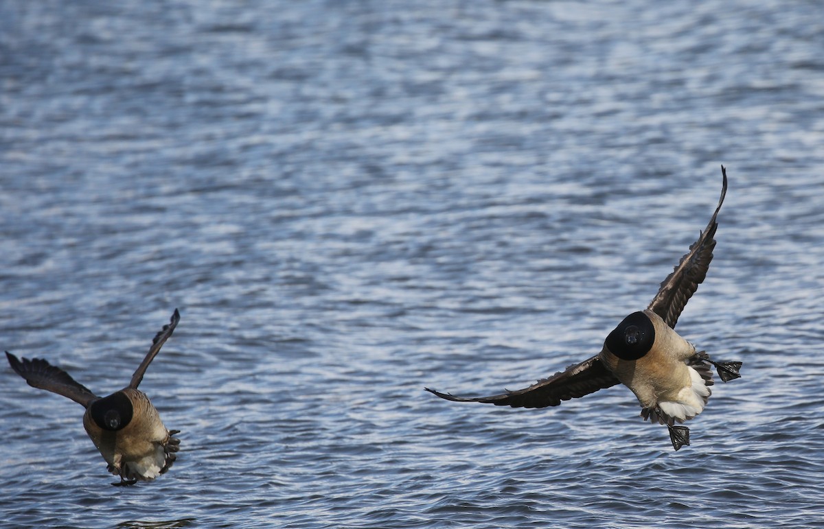 Branta musubeltza (hrota) - ML249378591