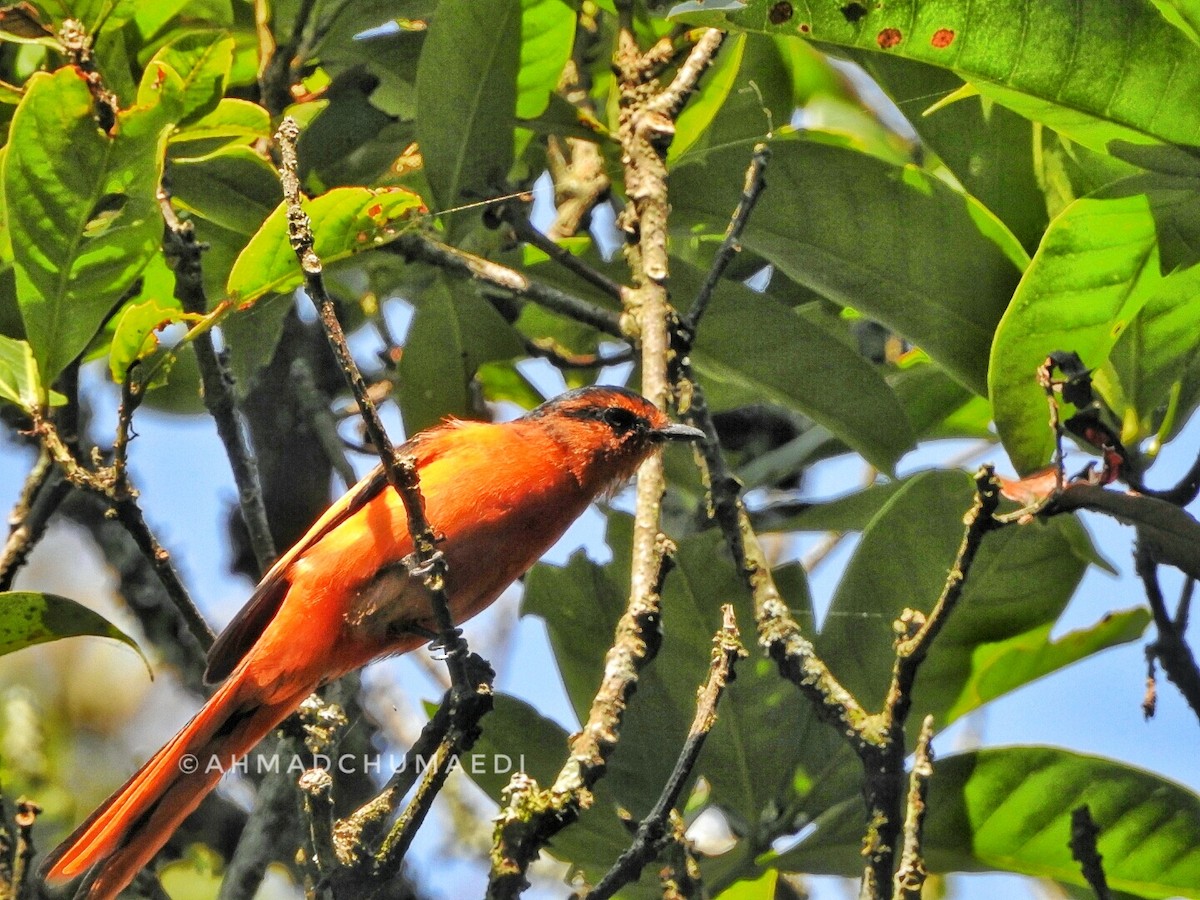 Sunda Minivet - ML249378851