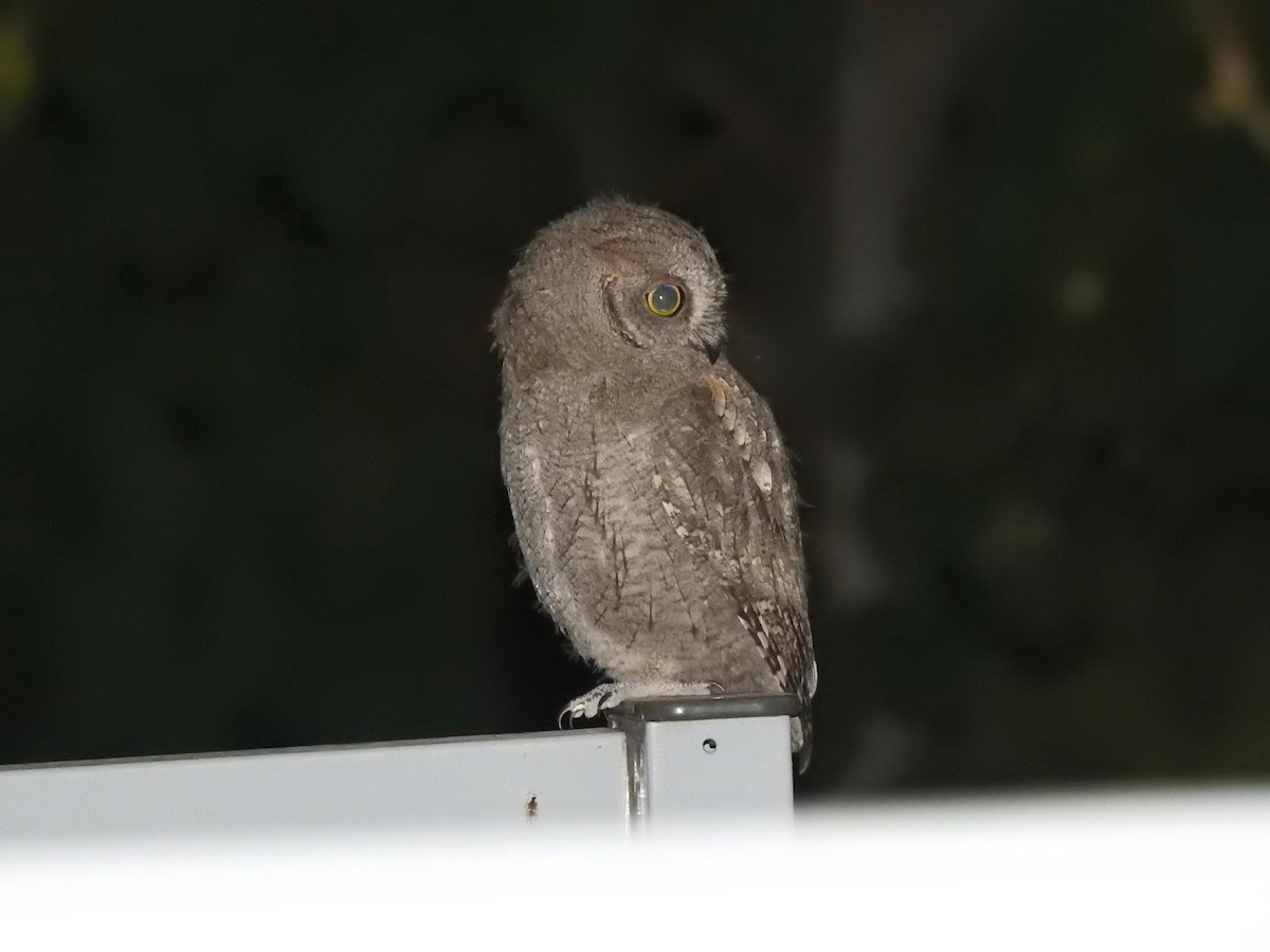 Eurasian Scops-Owl - ML249379041