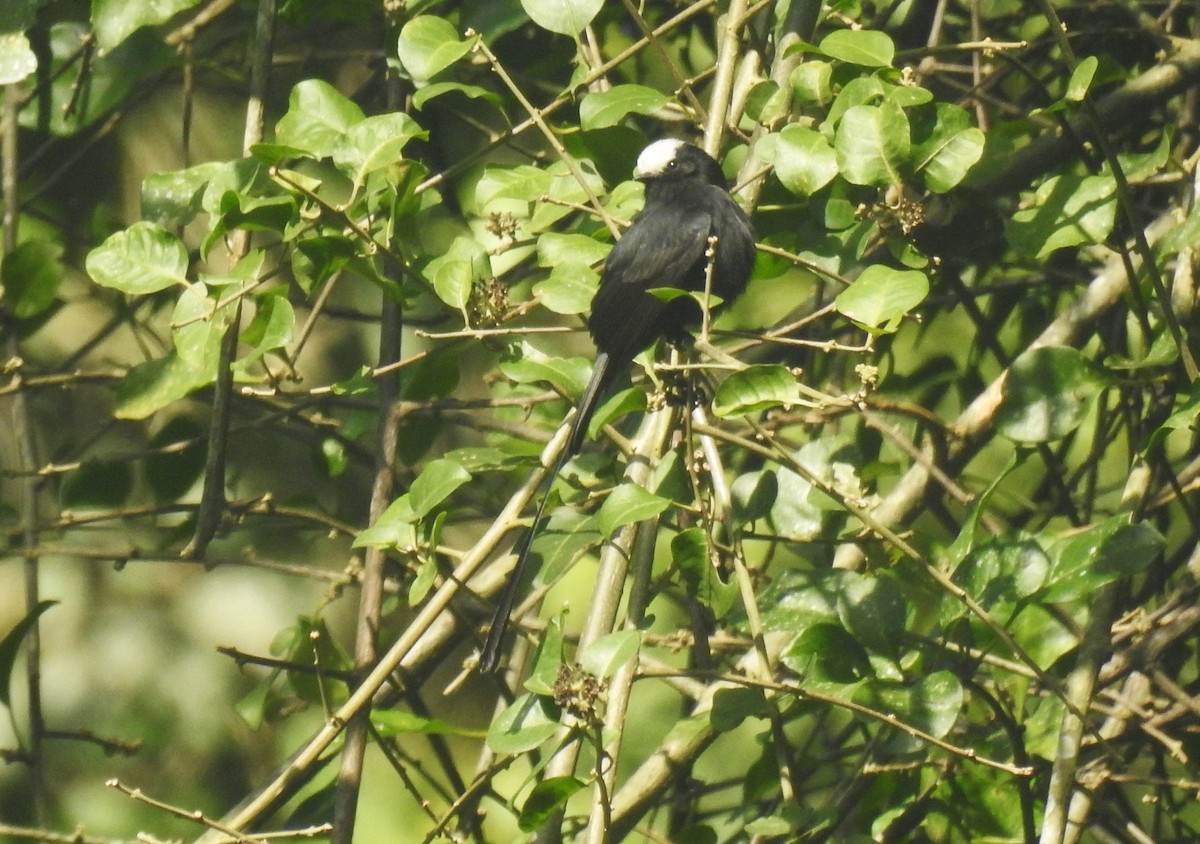 Long-tailed Tyrant - ML249379991
