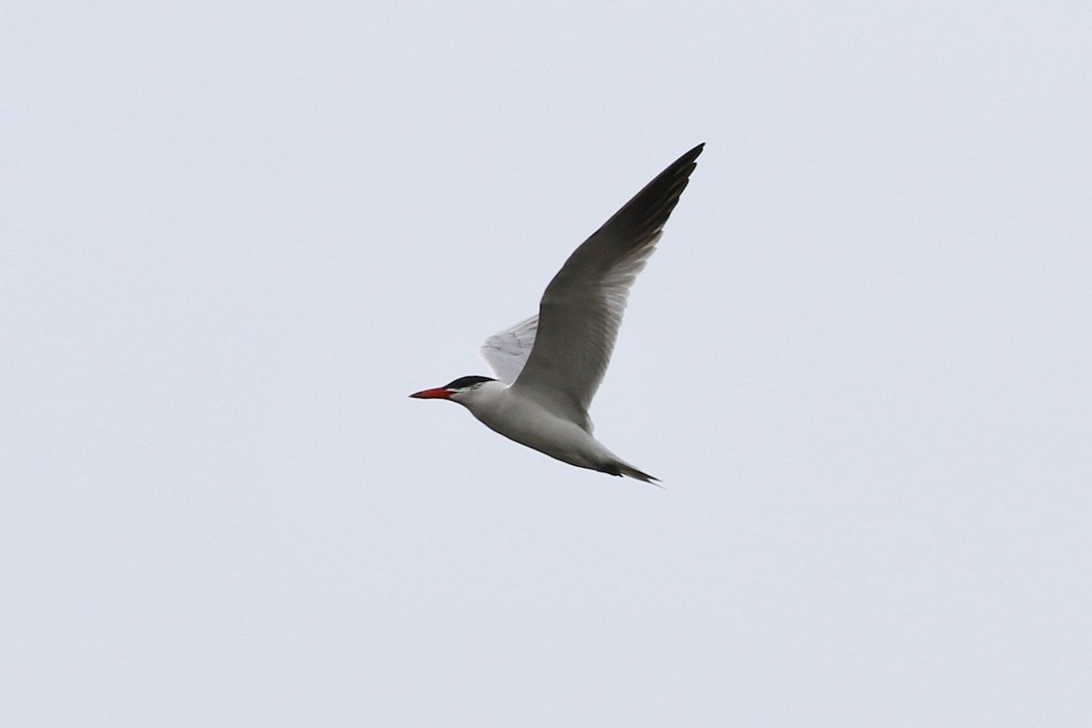 Caspian Tern - Willy Hutcheson