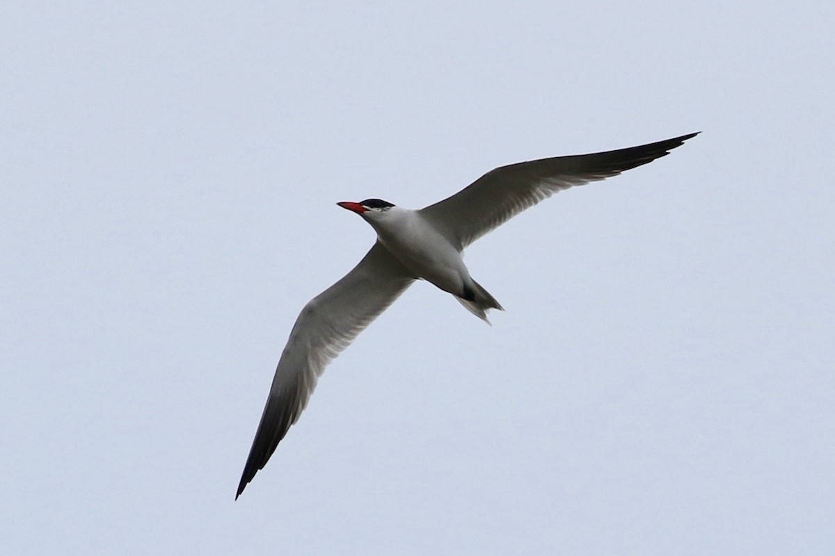 Caspian Tern - Willy Hutcheson